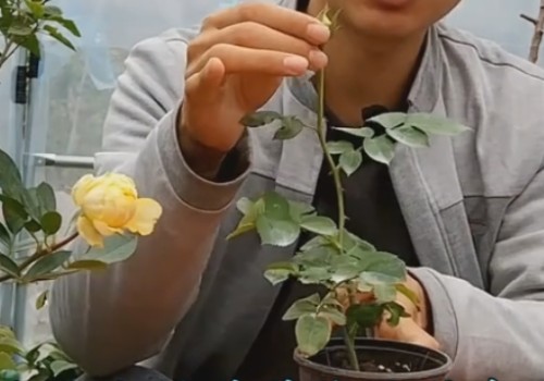如何让月季小苗多长笋