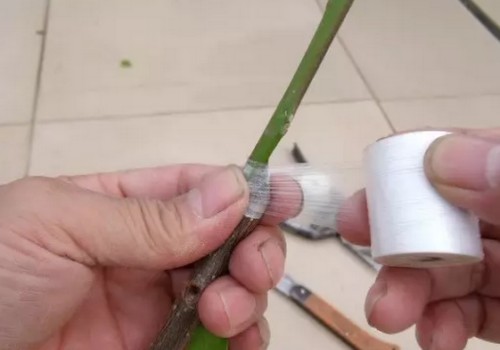 三角梅怎么嫁接图解2