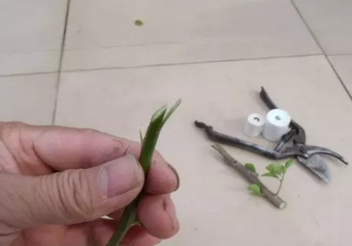 三角梅怎么嫁接图解7