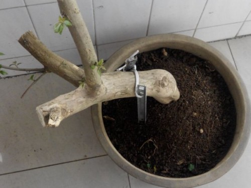如何判断三角梅是否生根