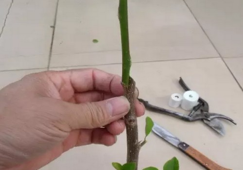 三角梅怎么嫁接图解9