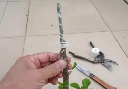 三角梅怎么嫁接图解11