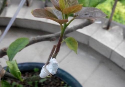 采用芽接法嫁接三角梅的方法和过程（图解）1