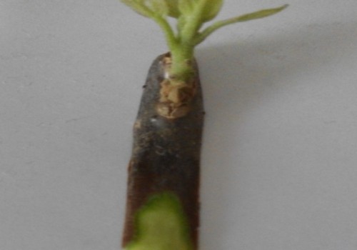 采用芽接法嫁接三角梅的方法和过程（图解）3