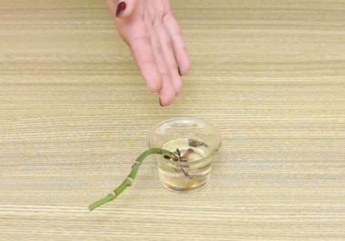 秋天如何制作生根剂-自制米醋生根剂4