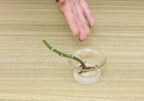 如何使用白糖自制生根水6