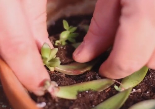 多肉植物怎么叶插繁殖（图解）1
