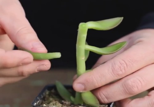多肉植物怎么叶插繁殖（图解）2