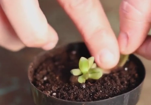 多肉植物怎么叶插繁殖（图解）7