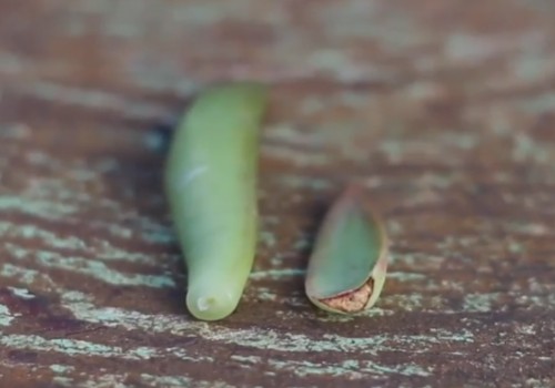 多肉植物怎么叶插繁殖（图解）3
