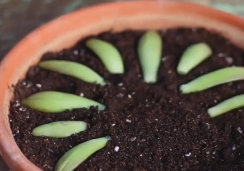 多肉植物怎么叶插繁殖（图解）6