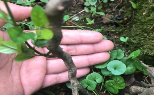 雀梅根能不能发芽