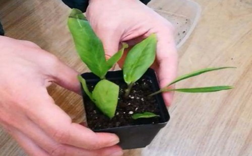 金钱树如何用生根粉