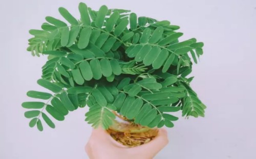 酸角的种子怎么种植成清新小盆栽
