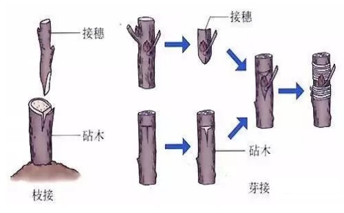 发财树怎么嫁接2