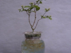 平安树可以水培插枝吗