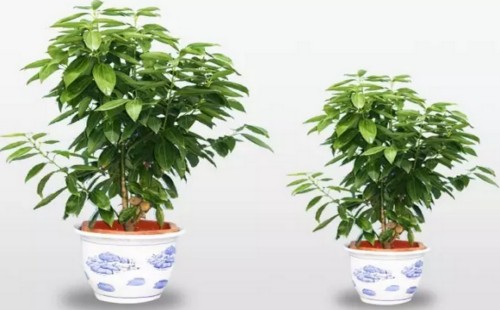 平安树能泡水生根吗