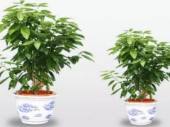 平安树能泡水生根吗