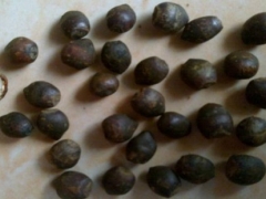 红豆杉种子催芽技术