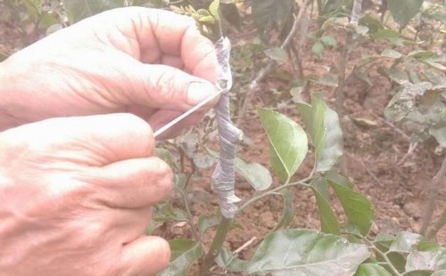 黄皮树怎样嫁接-黄皮树的嫁接方法1