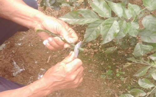 黄皮树怎样嫁接-黄皮树的嫁接方法2