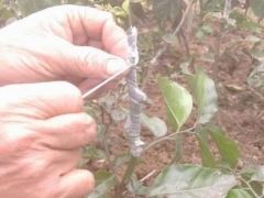 黄皮树怎样嫁接-黄皮树的嫁接方法