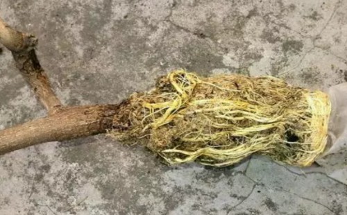 树木高压生根技术图解5