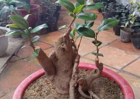 桂花的嫁接5