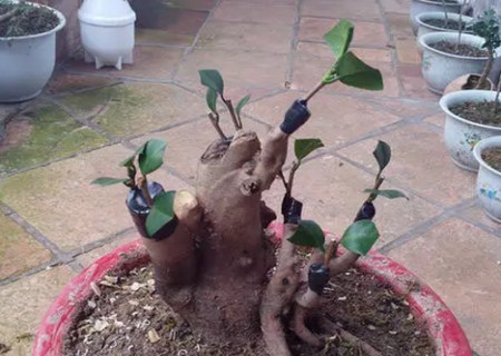 桂花的嫁接图片1