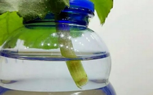 丽格海棠叶插快速生根方法3
