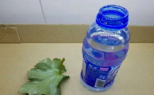 丽格海棠叶插快速生根方法2