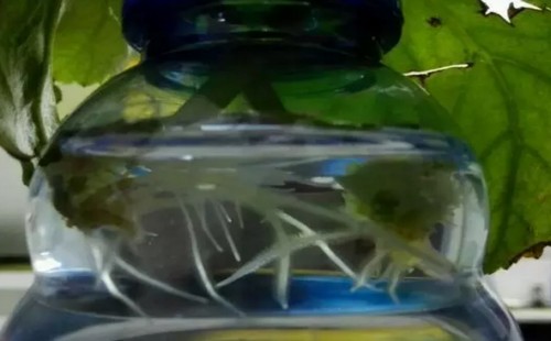 丽格海棠叶插快速生根方法4