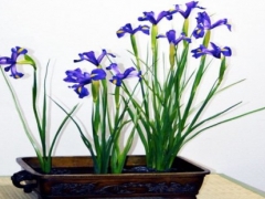 蓝花鸢尾怎么繁殖