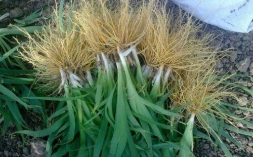 蓝花鸢尾如何分株
