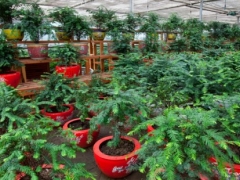 红豆杉育苗培育技术