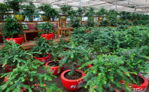 红豆杉育苗培育技术