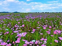 格桑花什么时间播种