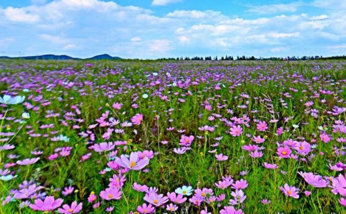 格桑花什么时间播种