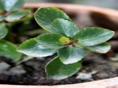 长春花种子多久发芽