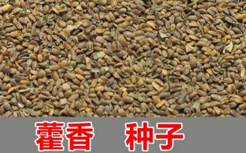 藿香播种时间