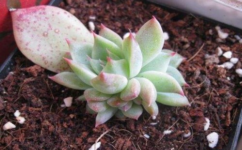 多肉植物吉娃娃叶插方法