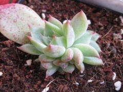 多肉植物吉娃娃叶插方法