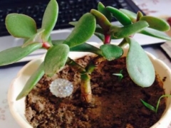 厚脸皮植物怎么扦插