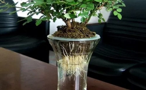 玫瑰枝条水插怎么生根