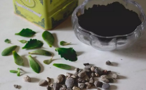 厚脸皮叶子可以种活吗