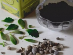 厚脸皮叶子可以种活吗-厚脸皮叶插方法