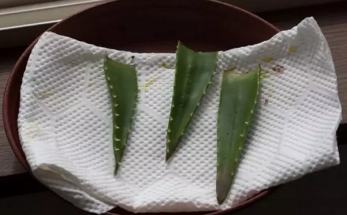 芦荟的叶子可以插活吗