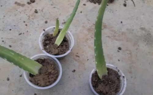 芦荟一片叶子能栽活吗