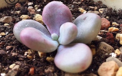 桃蛋砍头后怎样发根