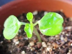 凤仙花的繁殖方法